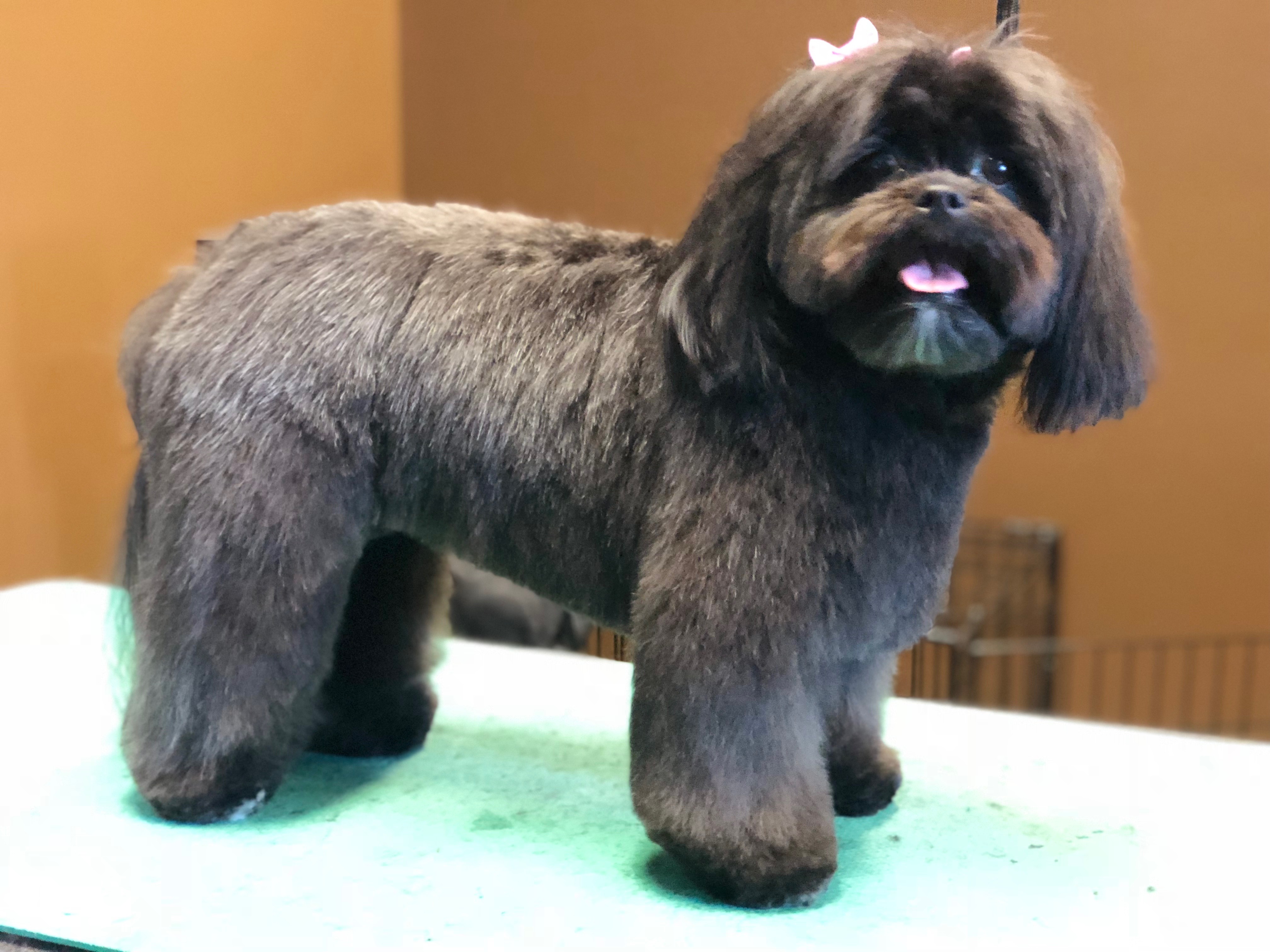 Services Darlin Doggie Do's