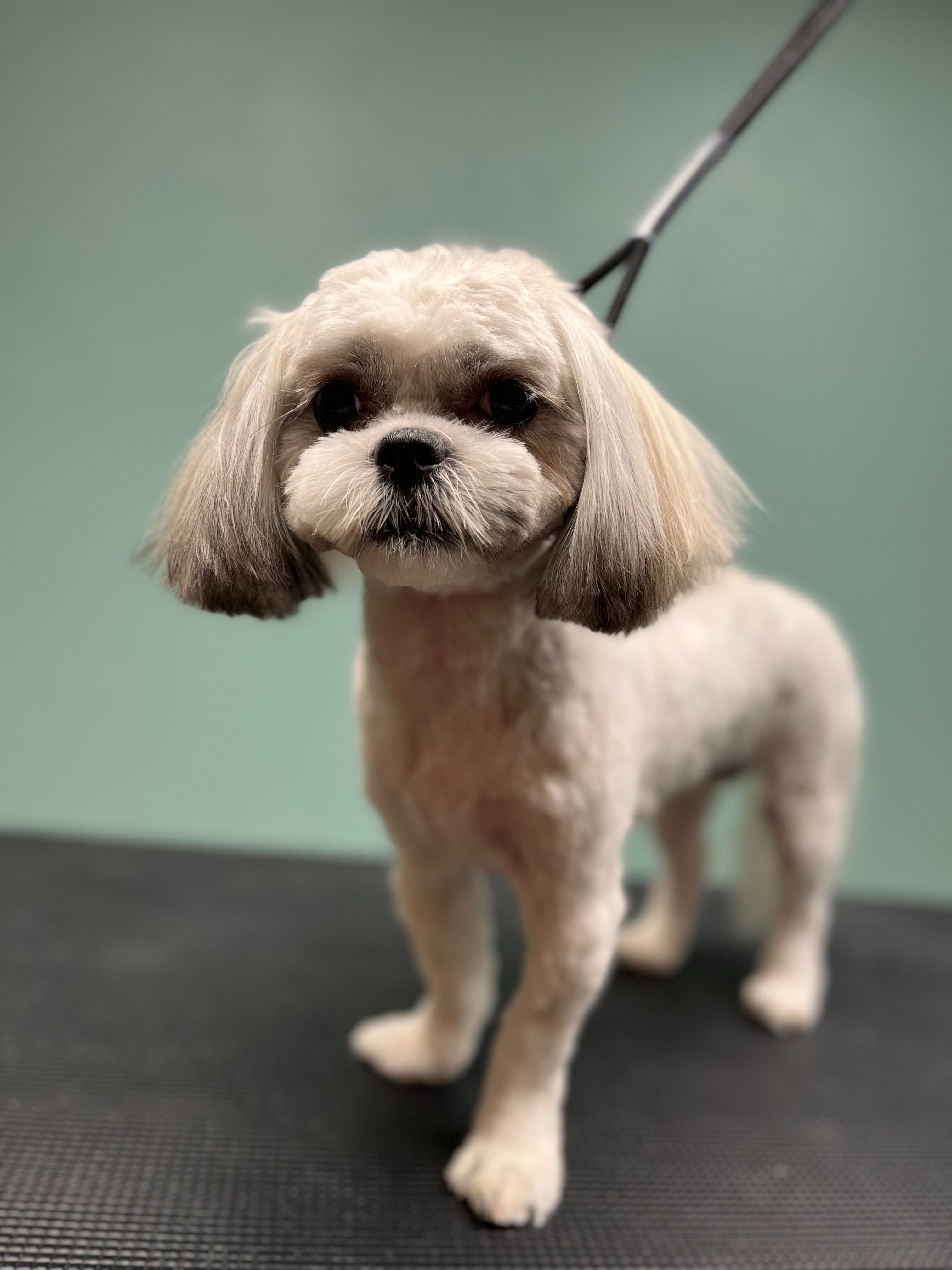 Lavish Mutts LLC photo 2