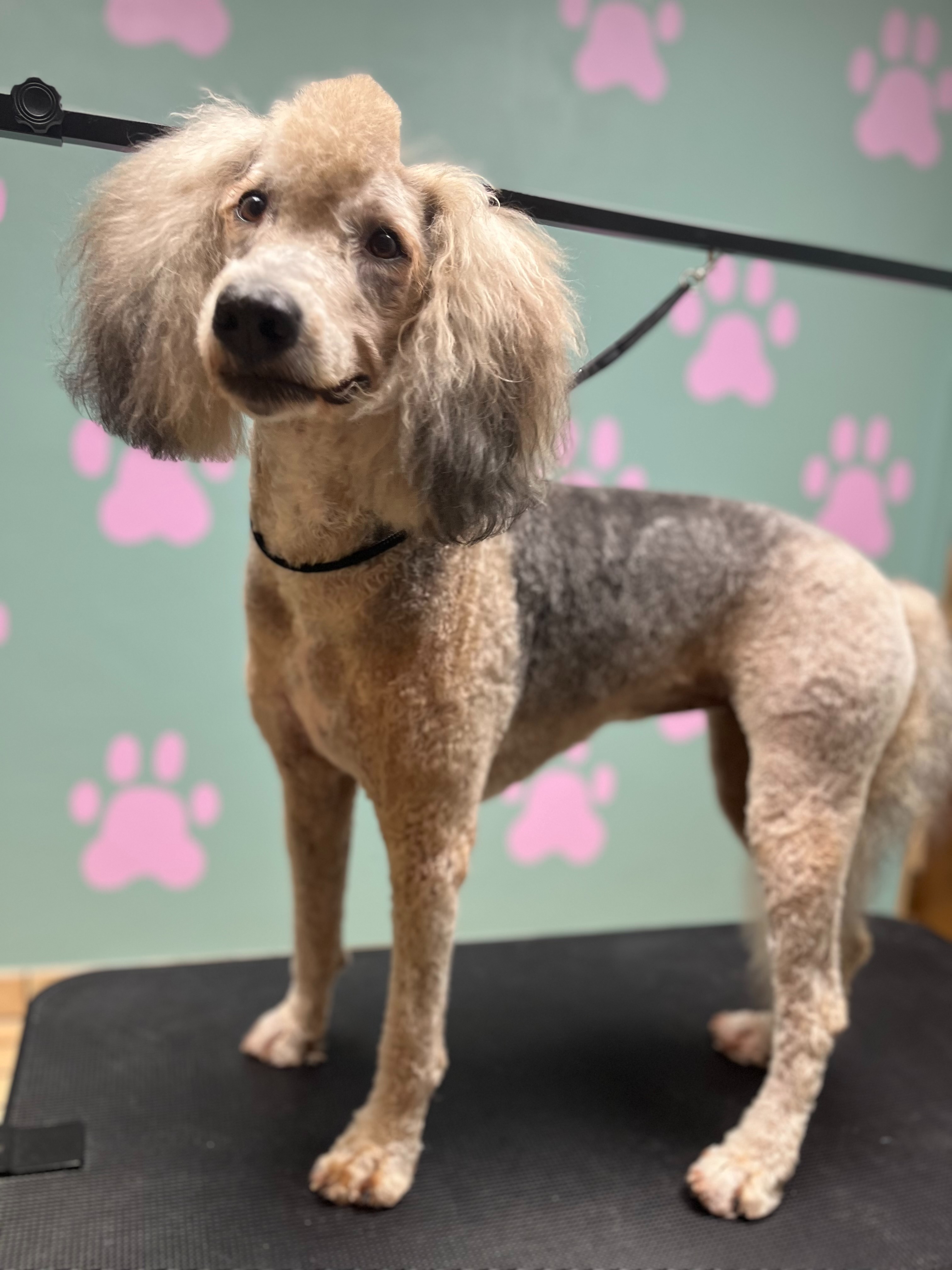 Lavish Mutts LLC - Pet Services in Wichita