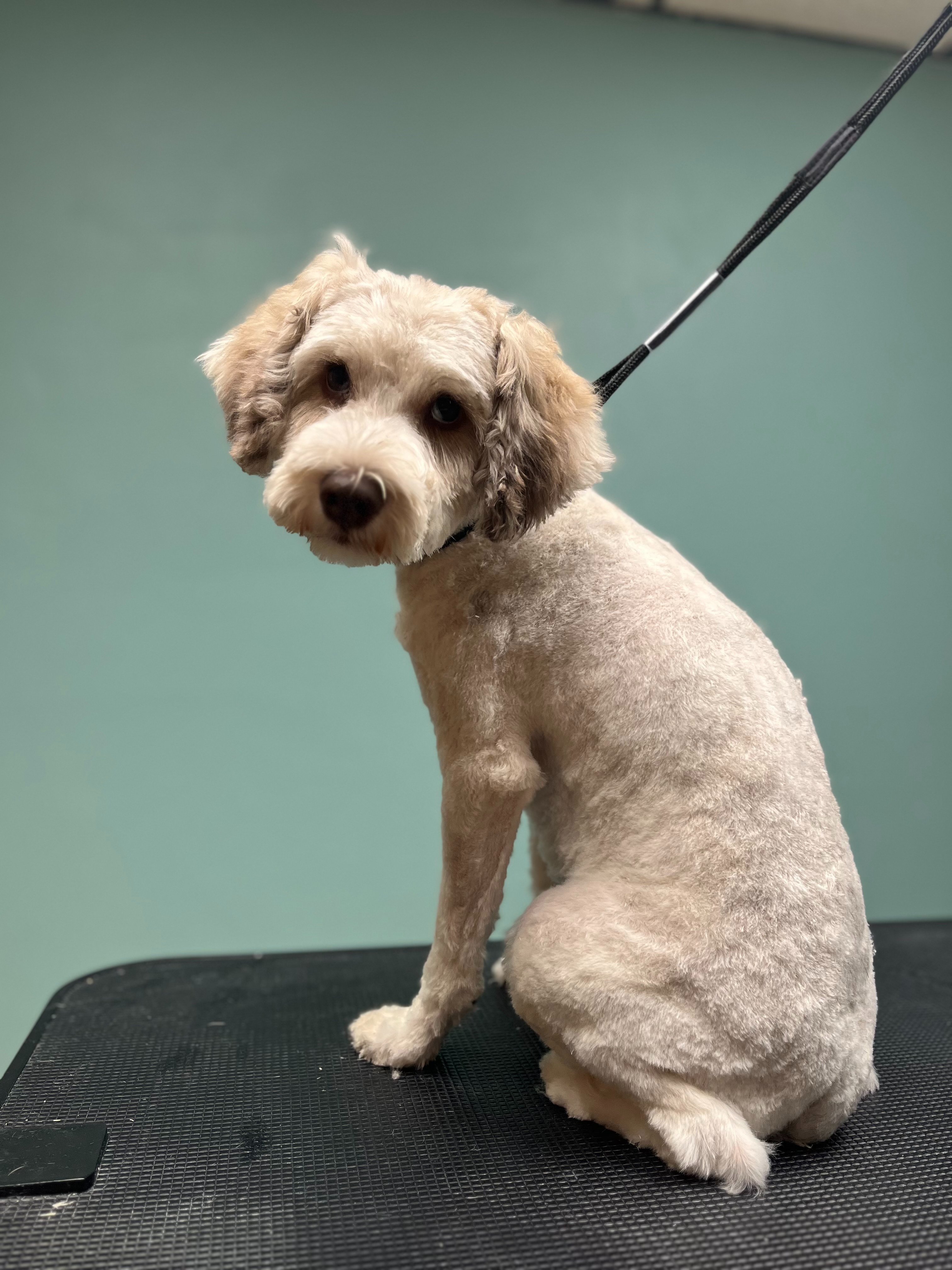 Lavish Mutts LLC photo 4