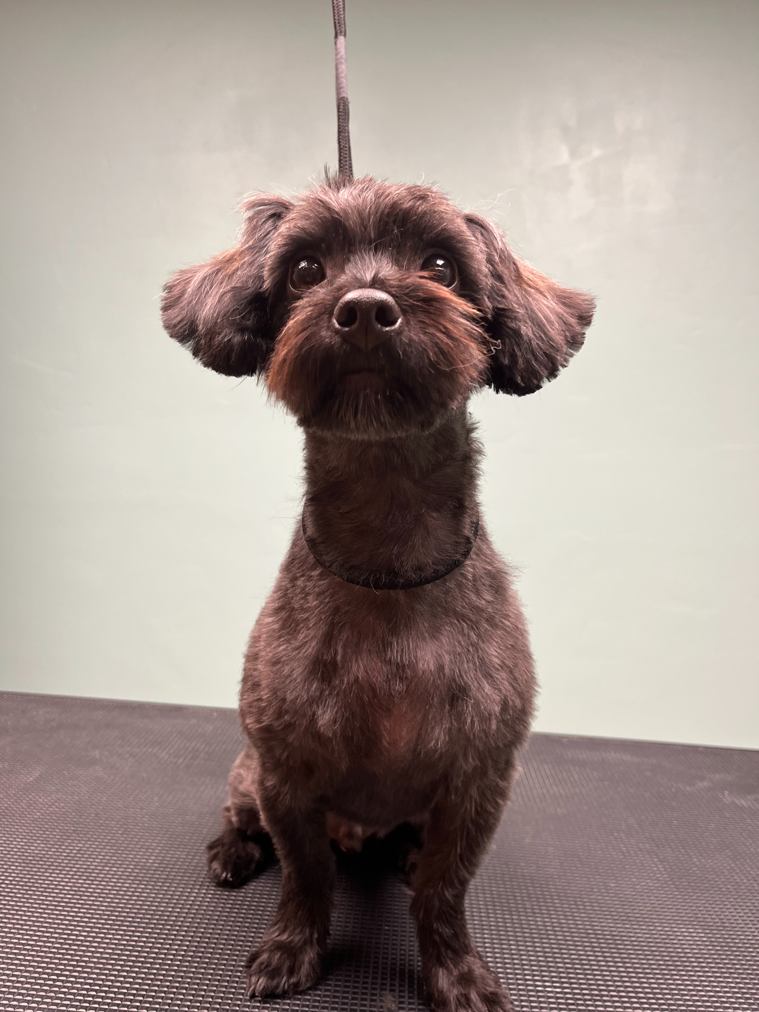 Lavish Mutts LLC photo 5