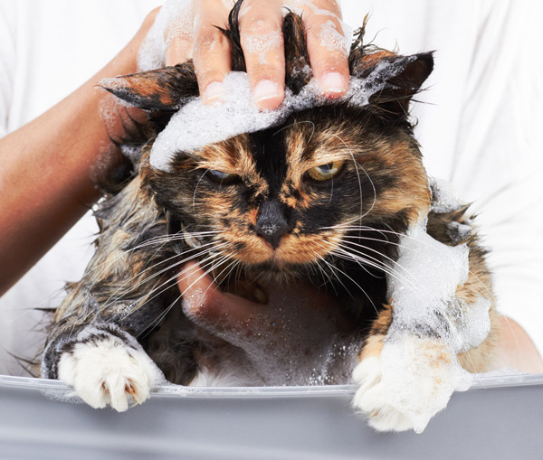 cat bath service