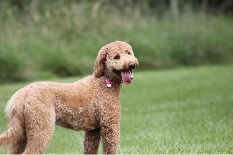 Dandy Doodle Dog Grooming