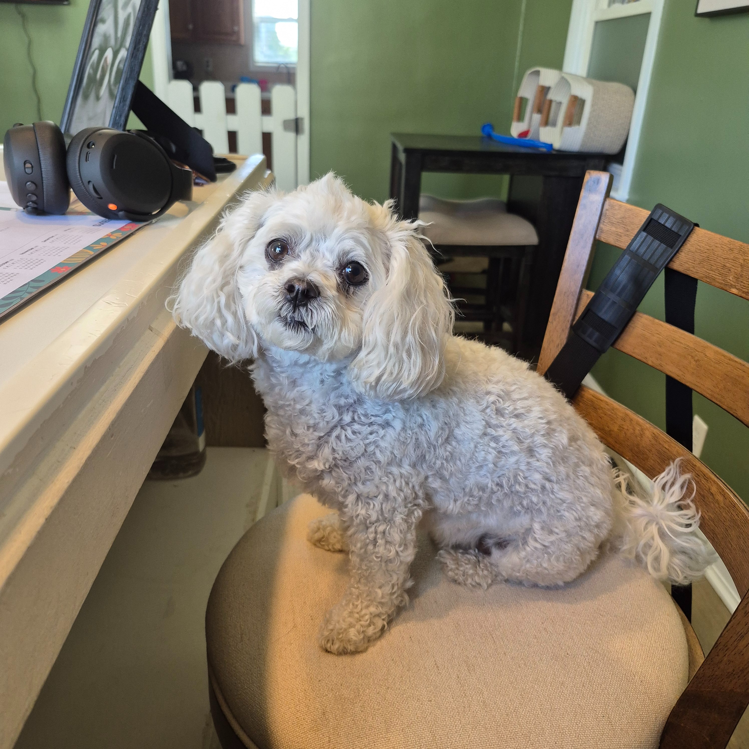 Happy Hounds photo 5