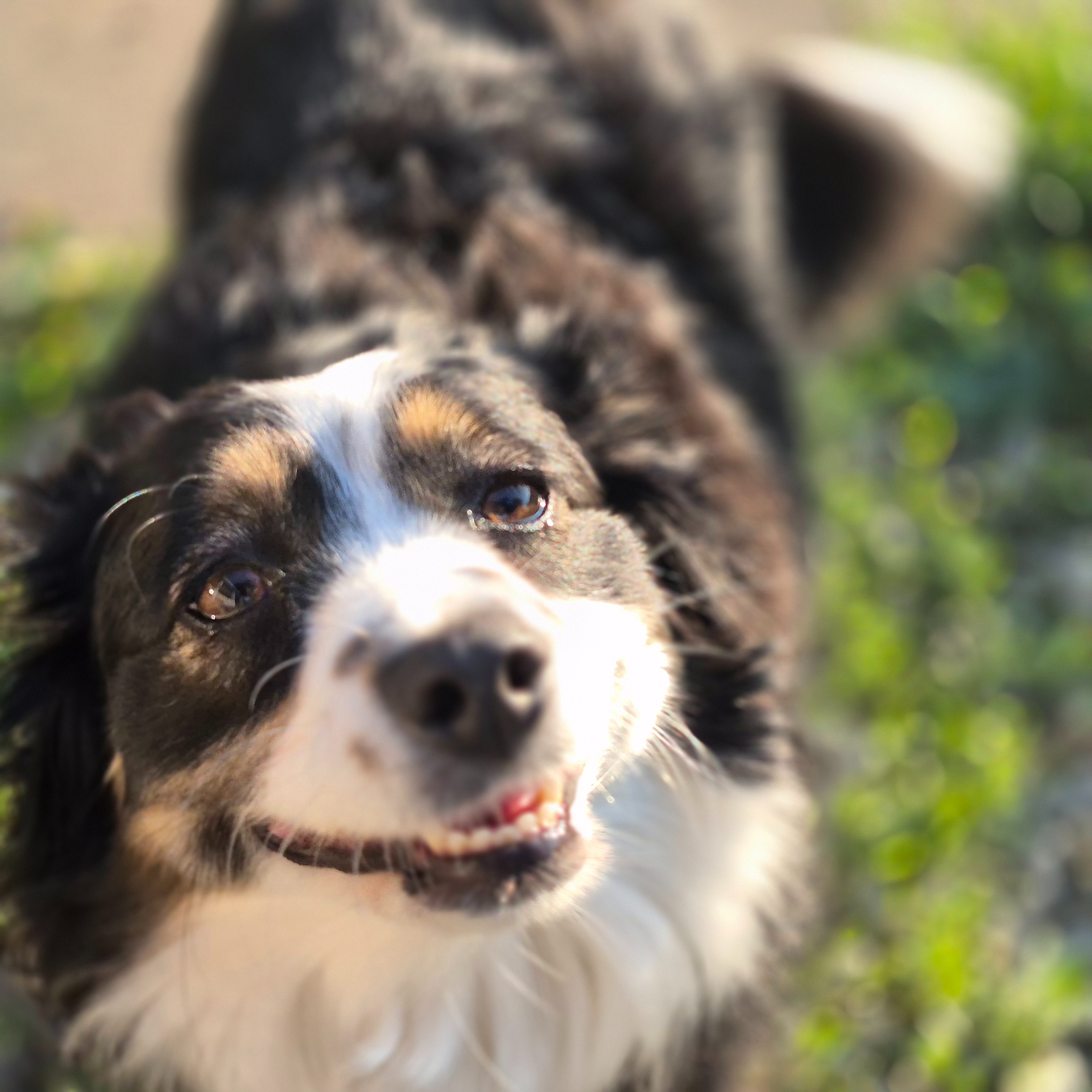 Happy Hounds photo 4