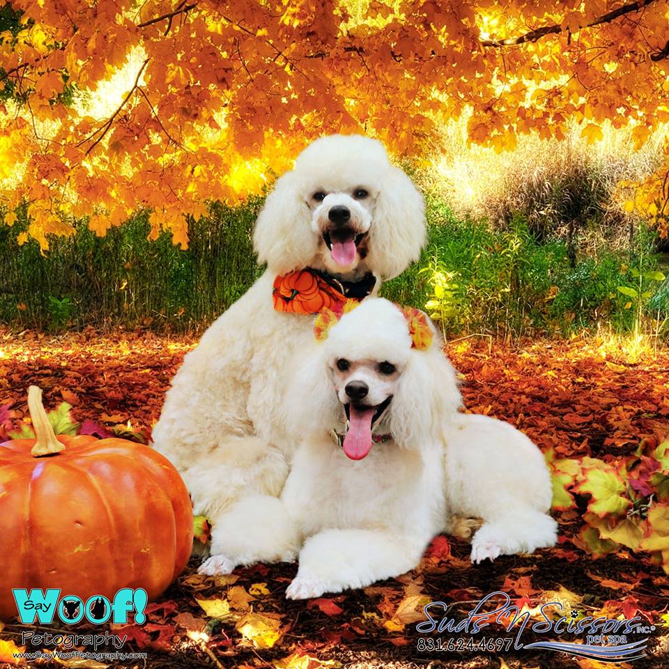 Suds & Scissors Inc.